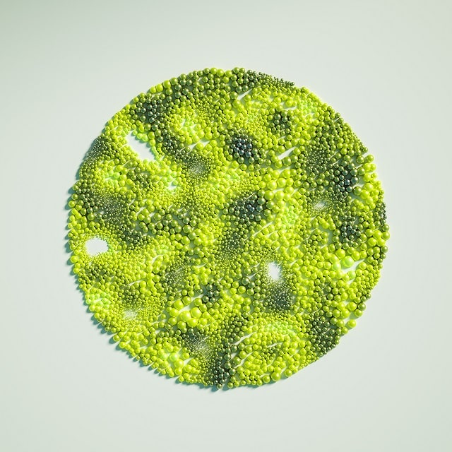 A bacterial cell (microscopic view)